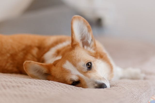 Intervertebral Disc Disease IVDD in Dogs Corgi